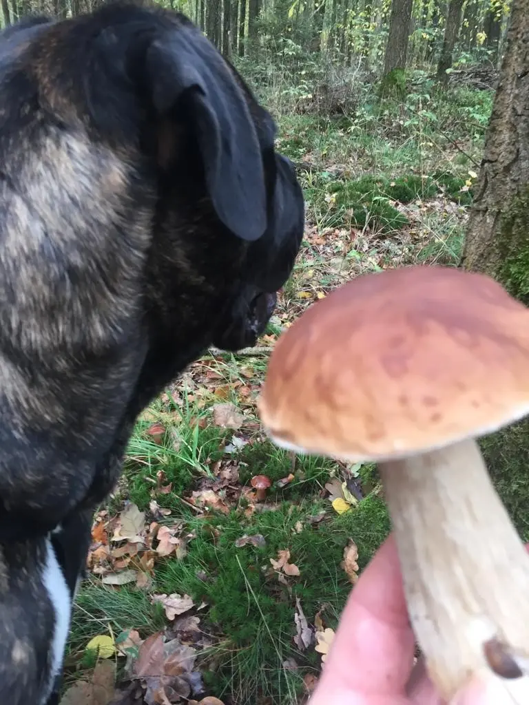 Andachtsbild von Enzo