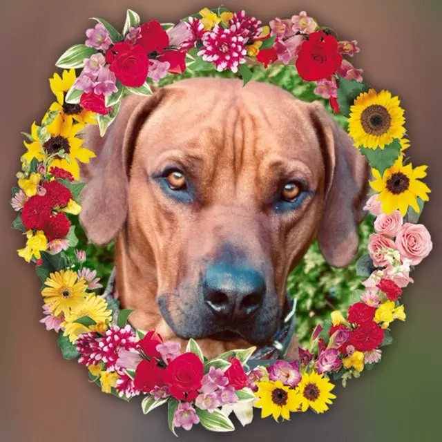 Andachtsbild von Frauchen