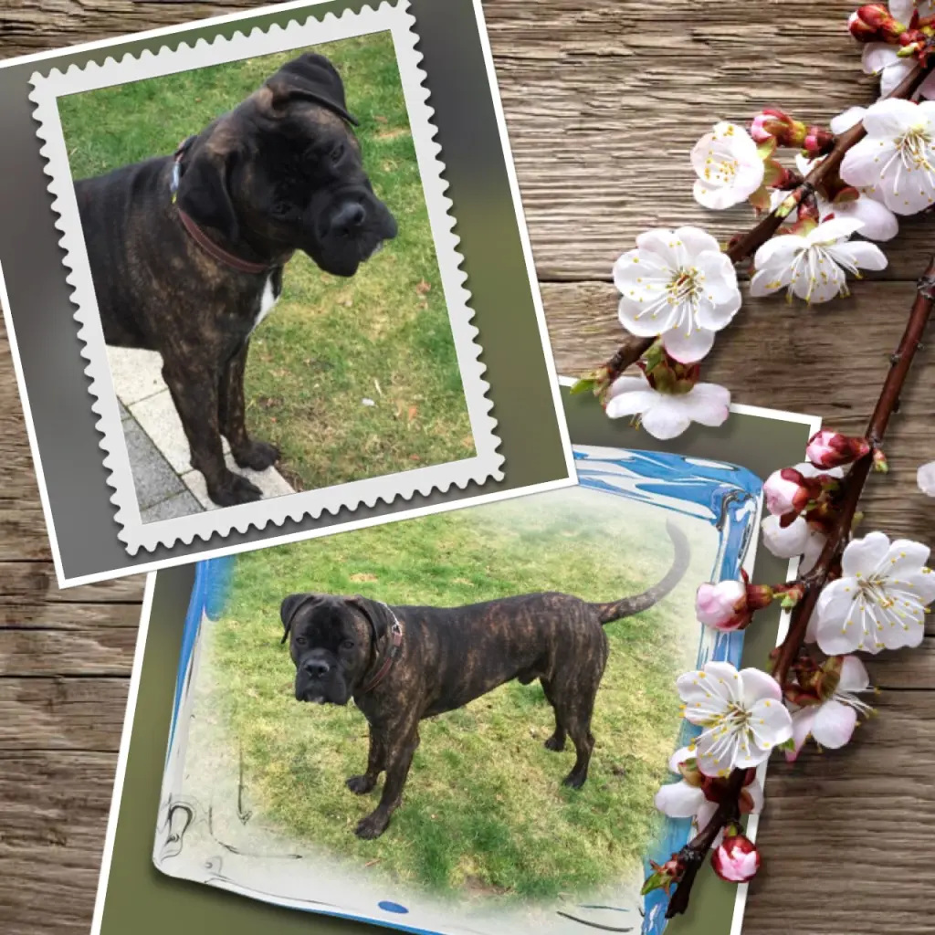 Andachtsbild von Enzo