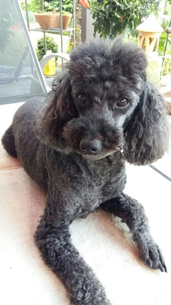 Andachtsbild von Karin mit Tommy im Herzen