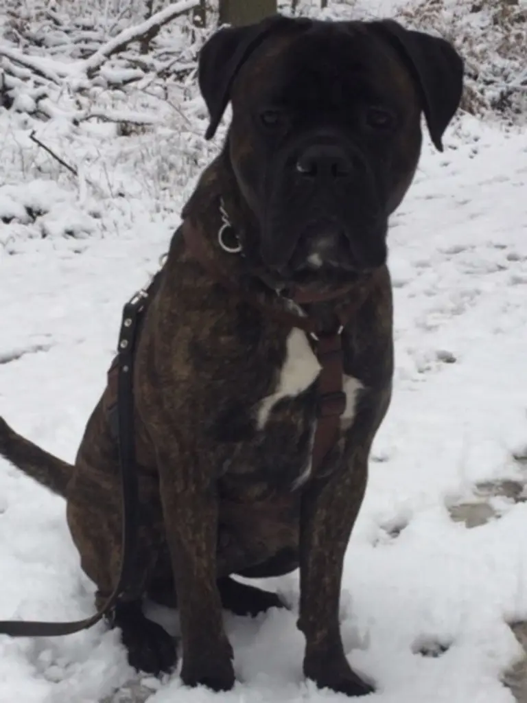 Andachtsbild von Enzo