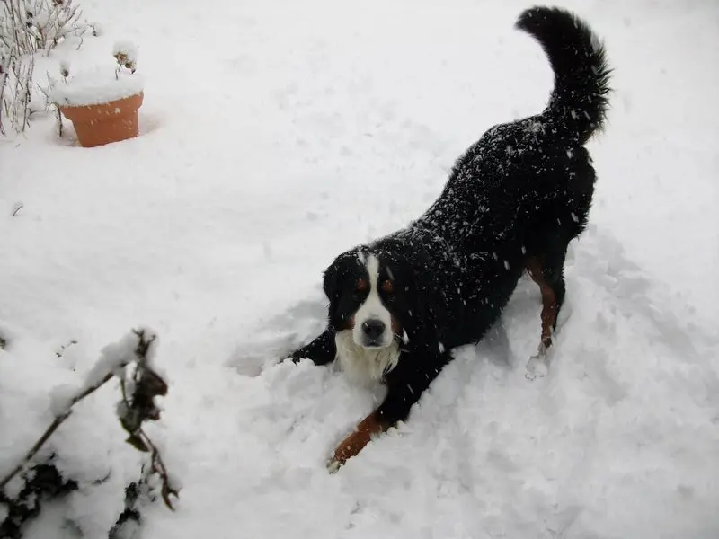 Andachtsbild von Birgit