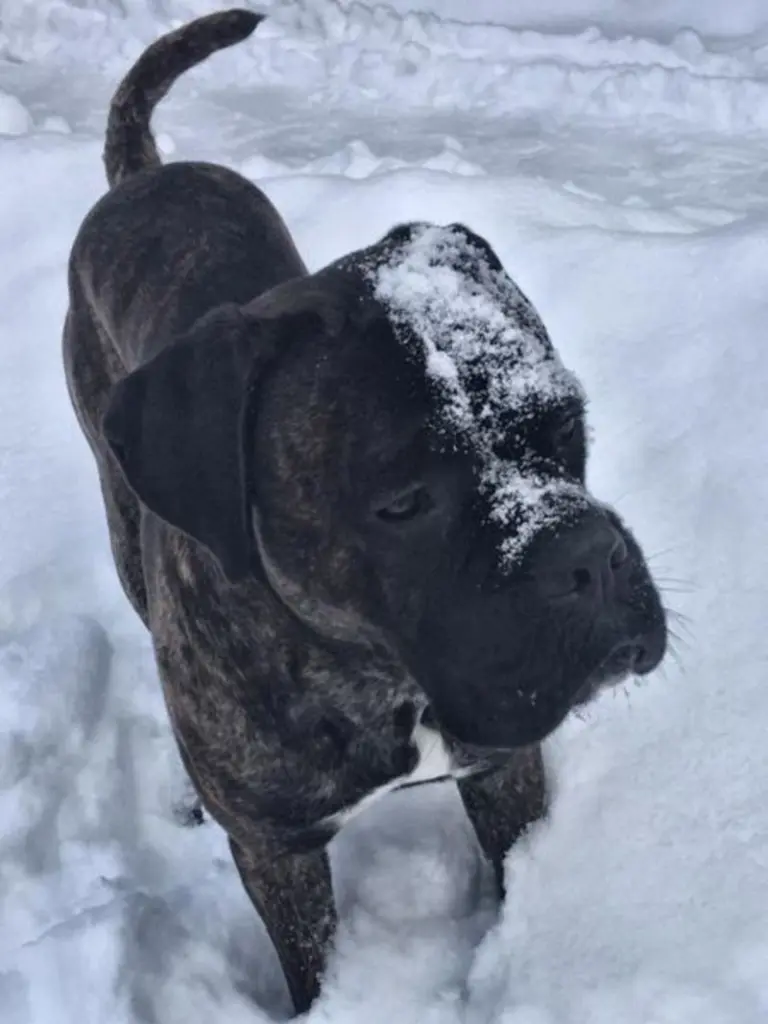 Andachtsbild von Enzo