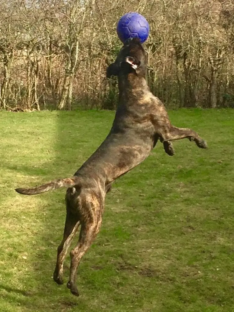 Andachtsbild von Enzo