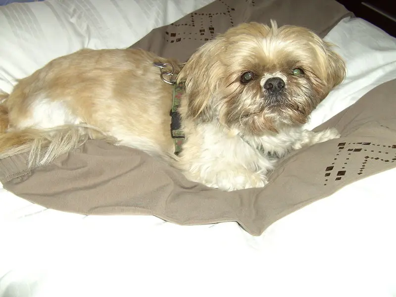 Andachtsbild von sabina mit sharky im Herzen gest.31.03.2021