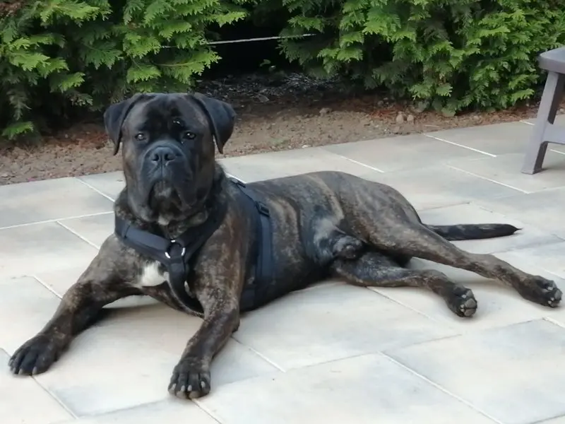 Andachtsbild von Enzo