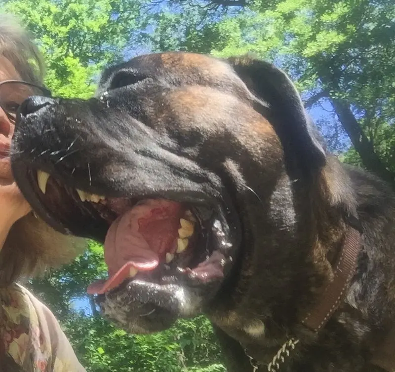 Andachtsbild von Frauchen