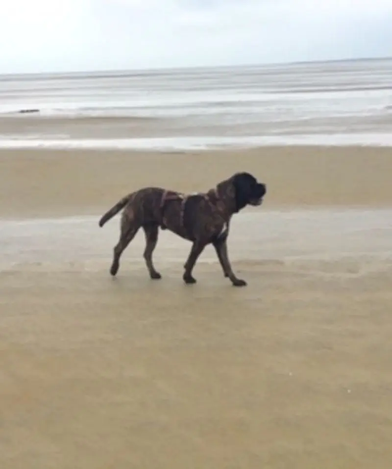 Andachtsbild von Enzo