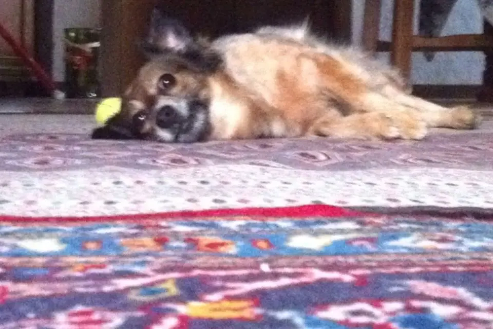 Andachtsbild von Unbekannt