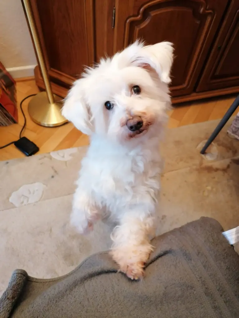 Andachtsbild von Martina