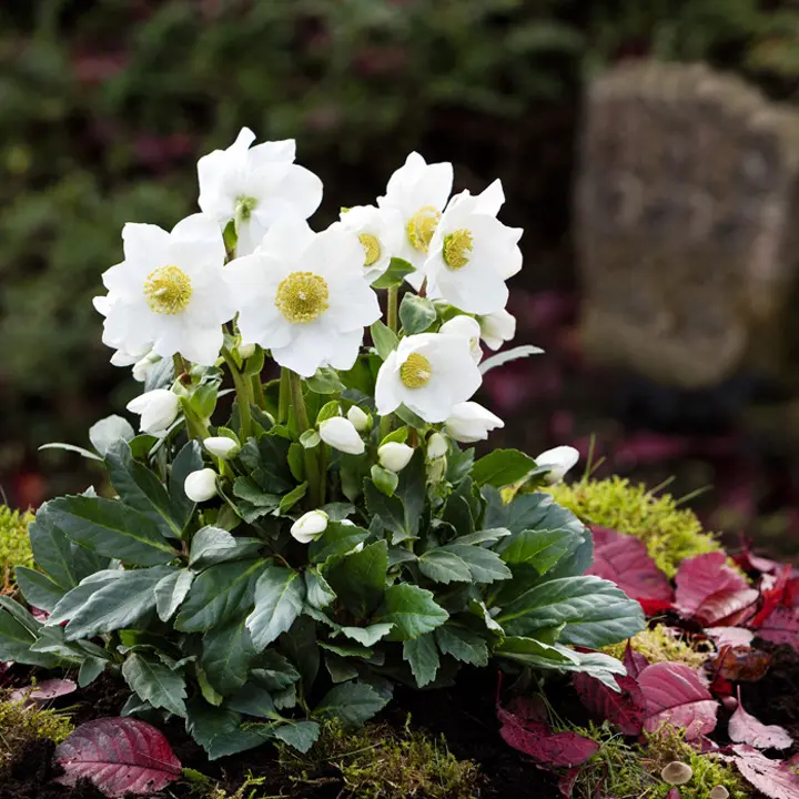 Andachtsbild von Dein Menschenrudel