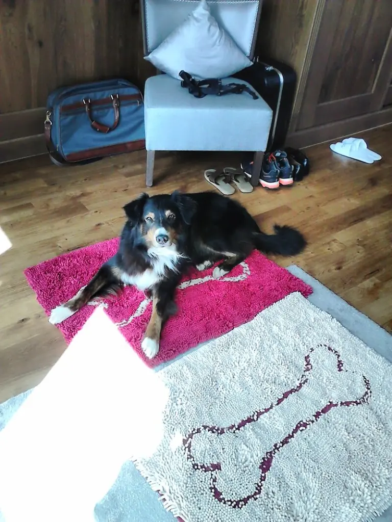 Andachtsbild von Renate mit Artax"Bubele" tief im Herzen