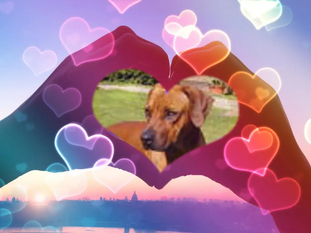 Andachtsbild von Fur Ebony❤️⭐️