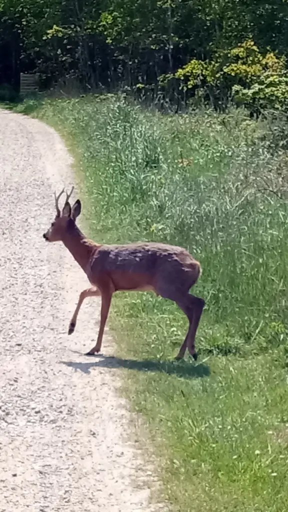 Andachtsbild von Frauchen