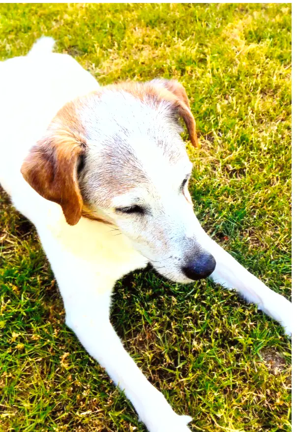 Andachtsbild von Paul mit Seelenhund " Spiky " 19. Juni 2023