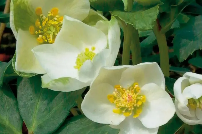 Andachtsbild von Frauchen