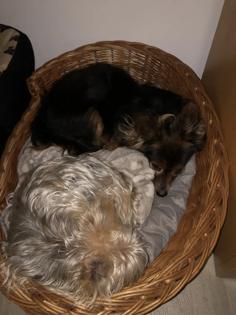 Image from Lola