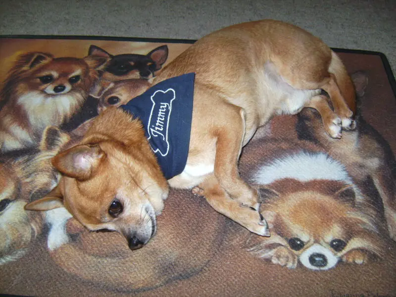 Andachtsbild von Irene mit Seelenhund * Jimmy * ganz tief im Herzen