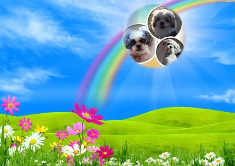 Andachtsbild von Pflingsten❤️❤️❤️Rosen❤️❤️❤️❤️❤️❤️❤️