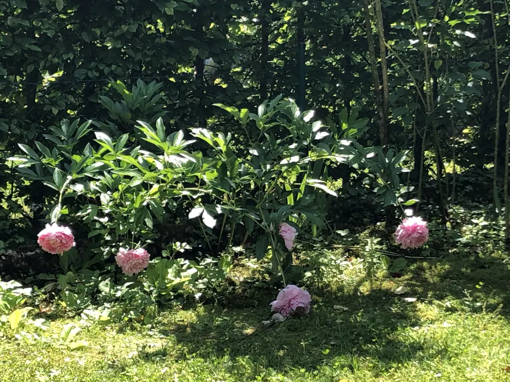 Andachtsbild von Sonntagsrosen für Missy