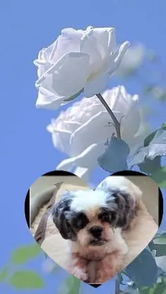 Andachtsbild von 5. Wochen....❤️❤️❤️❤️❤️