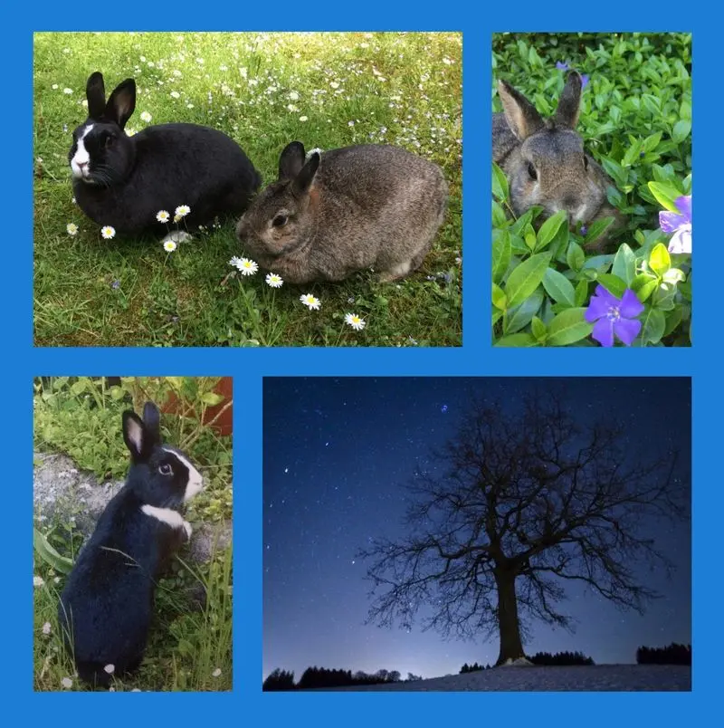 Andachtsbild von Eine Sonntagsrose für Missy