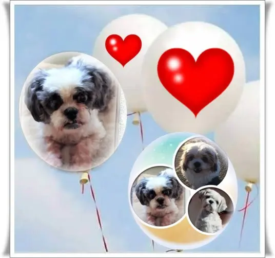 Andachtsbild von Sonntags❤️Rosen❤️❤️❤️❤️❤️❤️❤️❤️