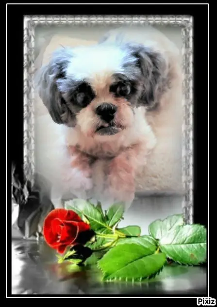 Andachtsbild von Tanja mit Timmy im Herzen 