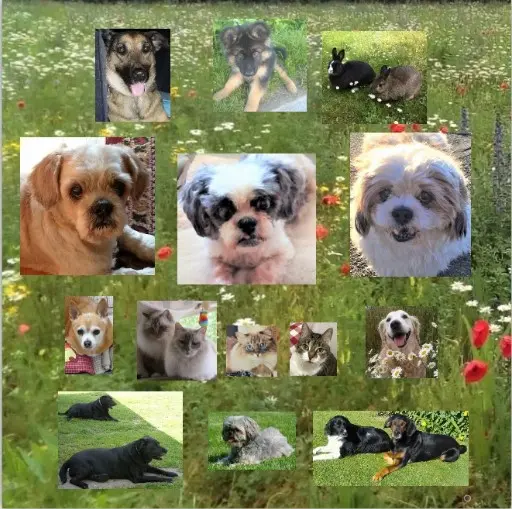 Andachtsbild von Rosen für Missy zur 11. Sternchen-Woche