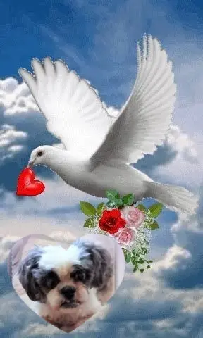 Andachtsbild von 12. Wochen❤️❤️❤️❤️❤️❤️❤️❤️❤️❤️❤️❤️