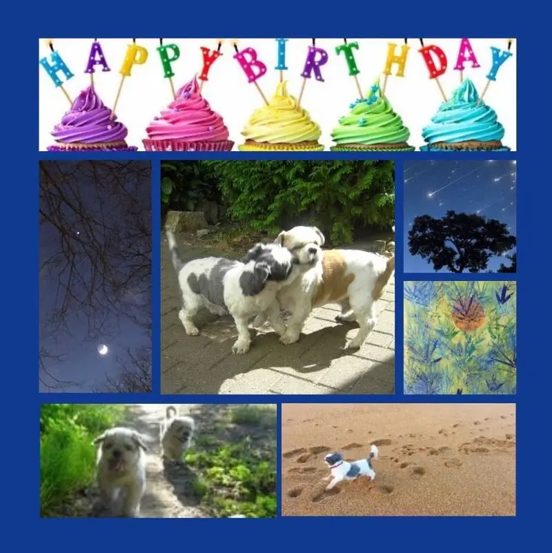 Andachtsbild von 17 Rosensträuße zum Geburtstag für Missy