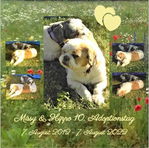 Andachtsbild von Rosen zum 10. Adoptionstag 07.08.2012