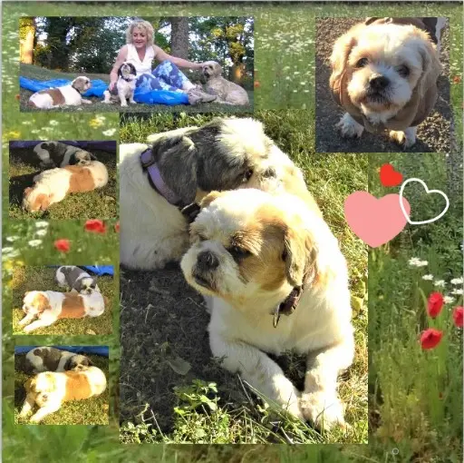 Andachtsbild von Rosen für Dich Missy-Mäuschen zur 13. Sternchen-Woche