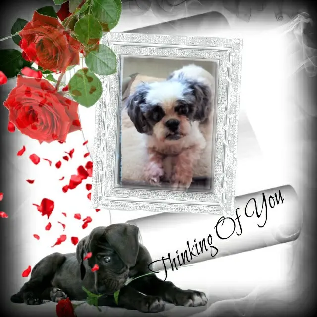 Andachtsbild von Rosen❤️❤️❤️❤️fur Missylein❤️