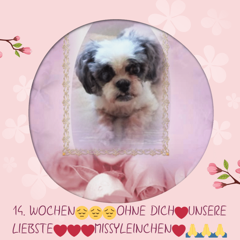 Andachtsbild von Rosen❤️❤️❤️fur 14 Wochen❤️❤️❤️❤️❤️❤️❤️❤️❤️❤️❤️❤️❤️❤️