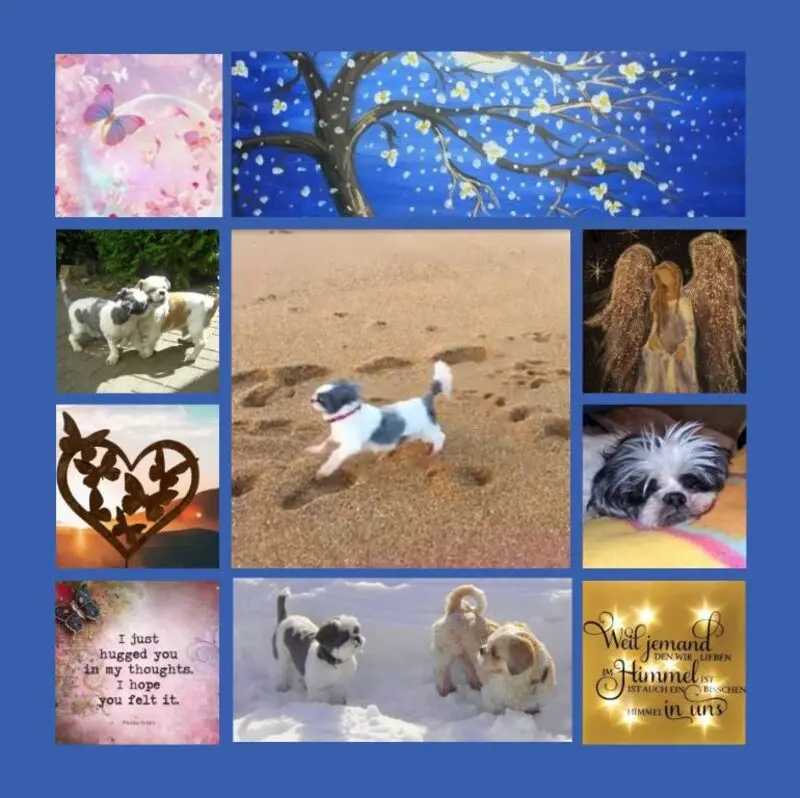 Andachtsbild von Eine Sonntagsrose für Missy 