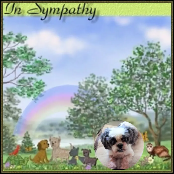 Andachtsbild von 4 Monate.....Ohne Dich❤️Liebste❤️❤️❤️❤️❤️❤️❤️Missylein❤️