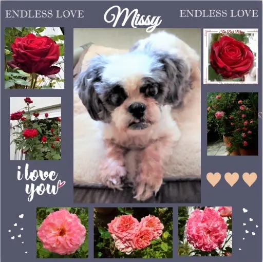 Andachtsbild von Rosen für Dich Missy-Mäuschen zum 4. Sternchen-Monat ❀✰♥