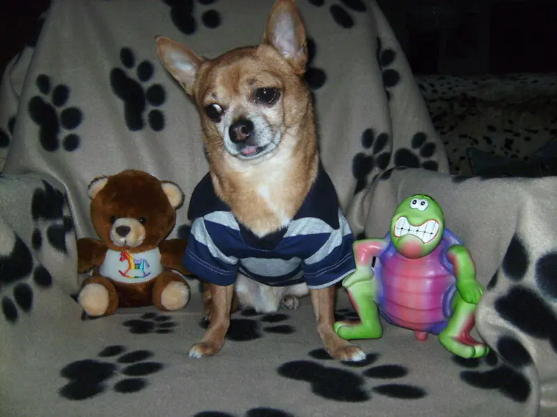 Andachtsbild von Irene mit Seelenhund * Jimmy * ganz tief im Herzen