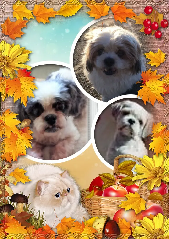 Andachtsbild von 5.Monate......Ohne Dich❤Liebste❤❤❤❤❤❤❤Missy❤