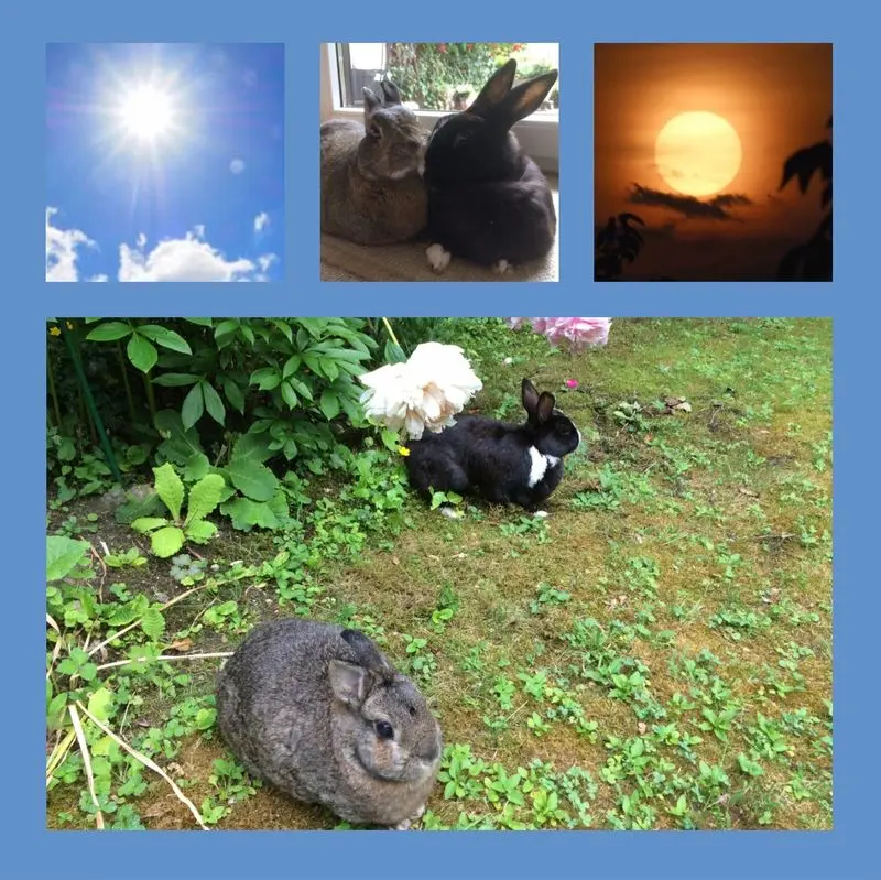 Andachtsbild von Eine Sonnenrose für Missy 