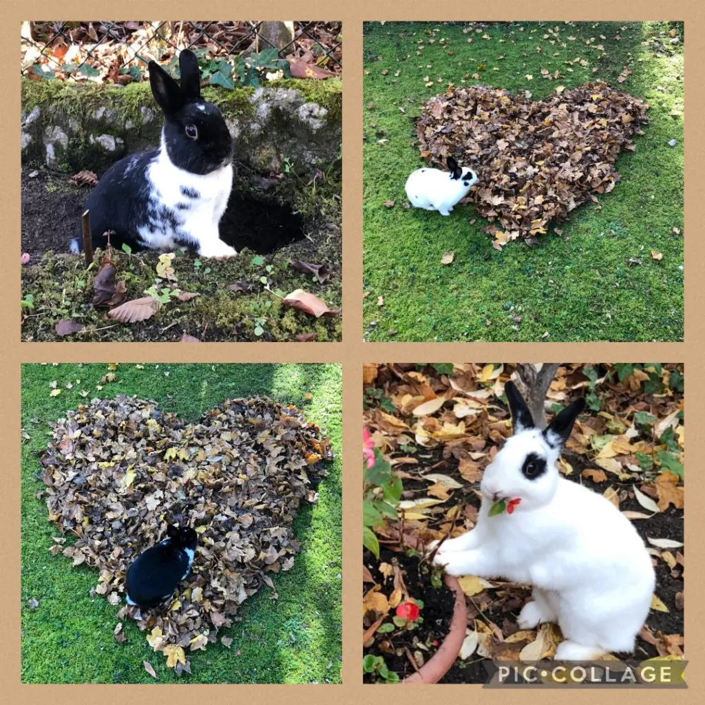 Andachtsbild von Herbstrosen für Missy