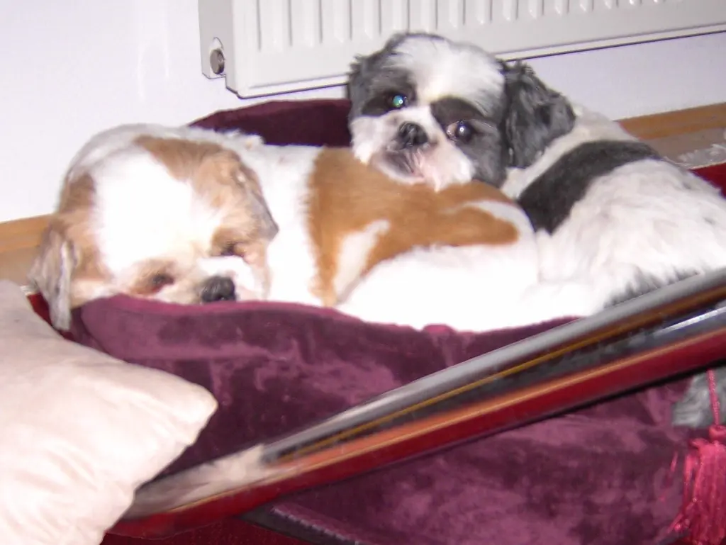 Andachtsbild von Ein Traum von Dir und Hippo