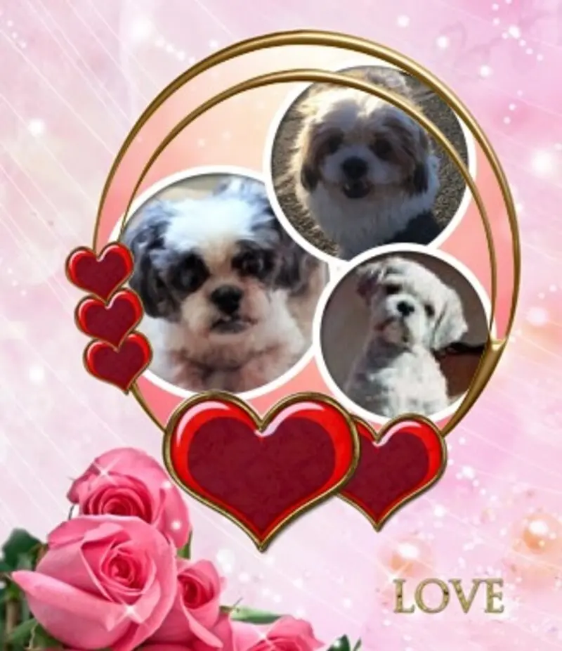 Andachtsbild von ❀✰Rosen für 6 Monate wieder zusammen❀✰