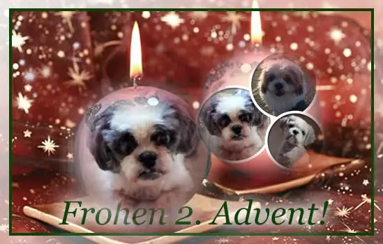 Andachtsbild von 2.Advent❤❤Rosen❤❤❤❤❤❤❤❤