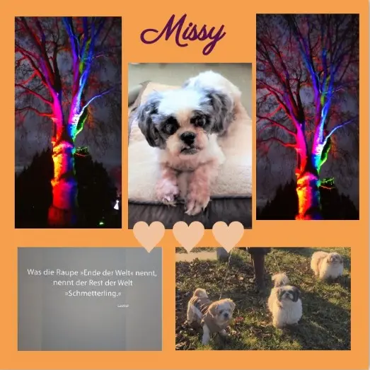 Andachtsbild von ❤️ Rosen für Missy zum 8. Sternchen-Monat ❤️