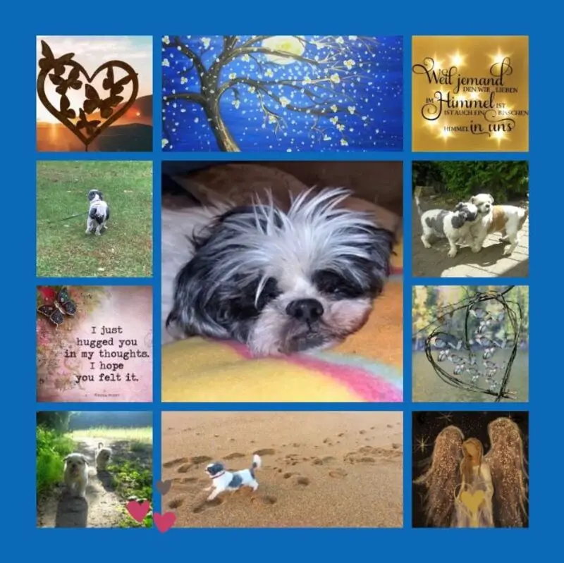 Andachtsbild von Eine Sonnenrose für Missy 