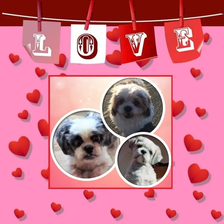 Andachtsbild von Freitags❤️Rosen❤️❤️❤️❤️❤️❤️❤️❤️