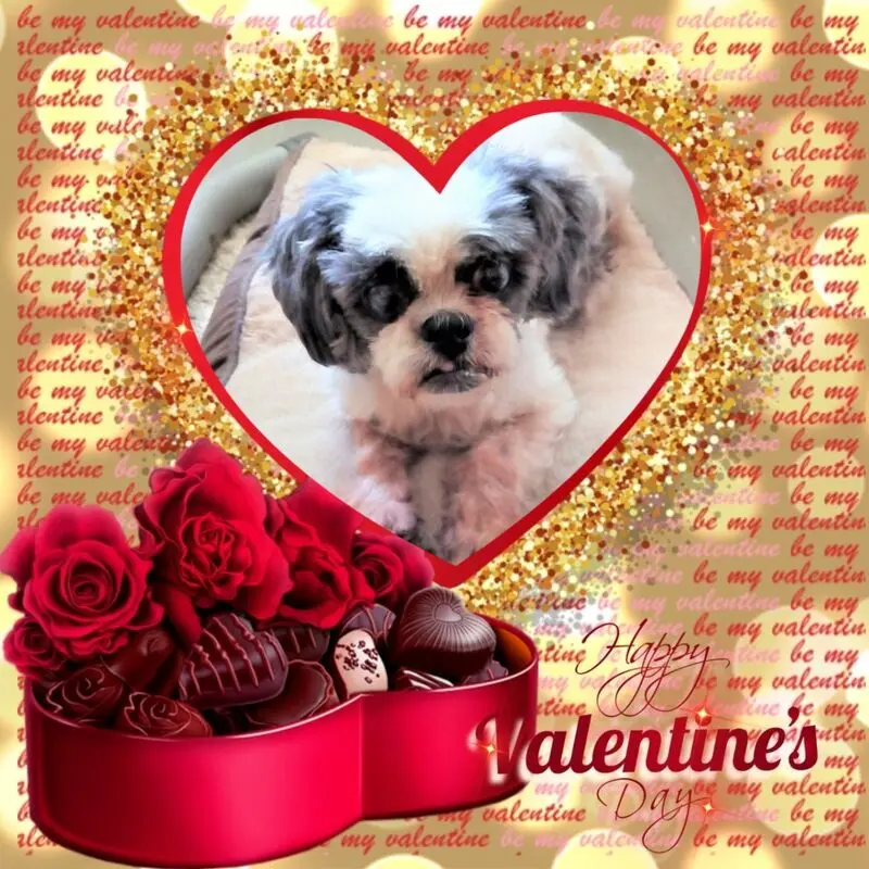 Andachtsbild von Rosen zum Wiederzusammensein seit 43 Wochen ❀✰♥