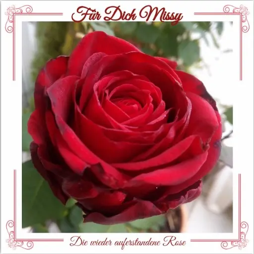 Andachtsbild von Rosen zum Wiederzusammensein seit 50 Wochen ❀✰♥